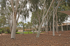 Corymbia aparrerinja