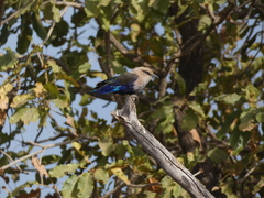 Coracias cyanogaster