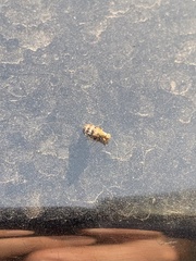 Diptera