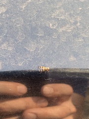 Diptera