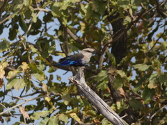 Coracias cyanogaster