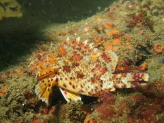 Scorpaena guttata