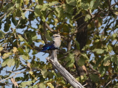 Coracias cyanogaster