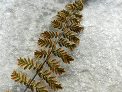 Myriopteris notholaenoides