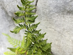 Myriopteris notholaenoides