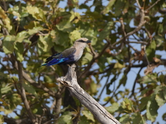 Coracias cyanogaster