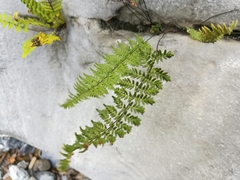 Myriopteris notholaenoides