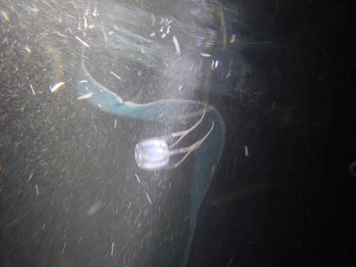 Carybdea marsupialis