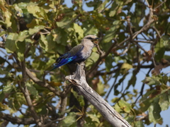 Coracias cyanogaster