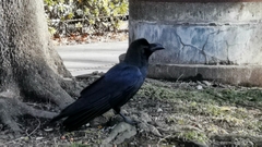 Corvus macrorhynchos