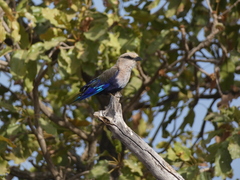 Coracias cyanogaster