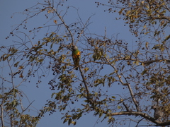 Poicephalus senegalus