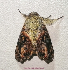 Drobeta