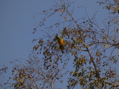 Poicephalus senegalus