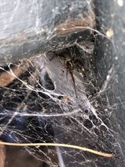 Agelenopsis