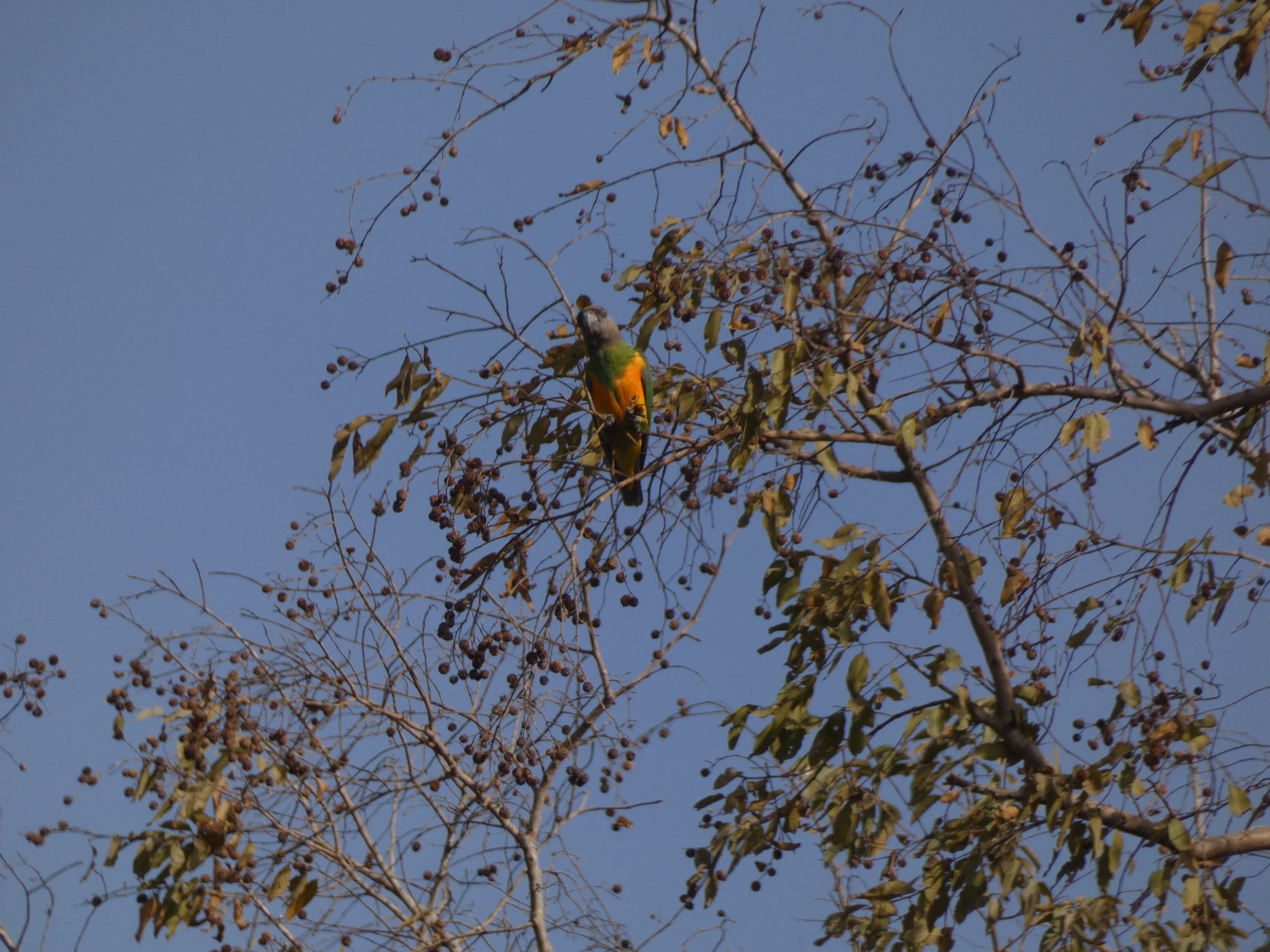 Senegal Parrot