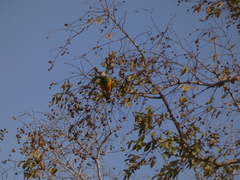 Poicephalus senegalus