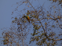 Poicephalus senegalus