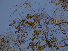 Poicephalus senegalus
