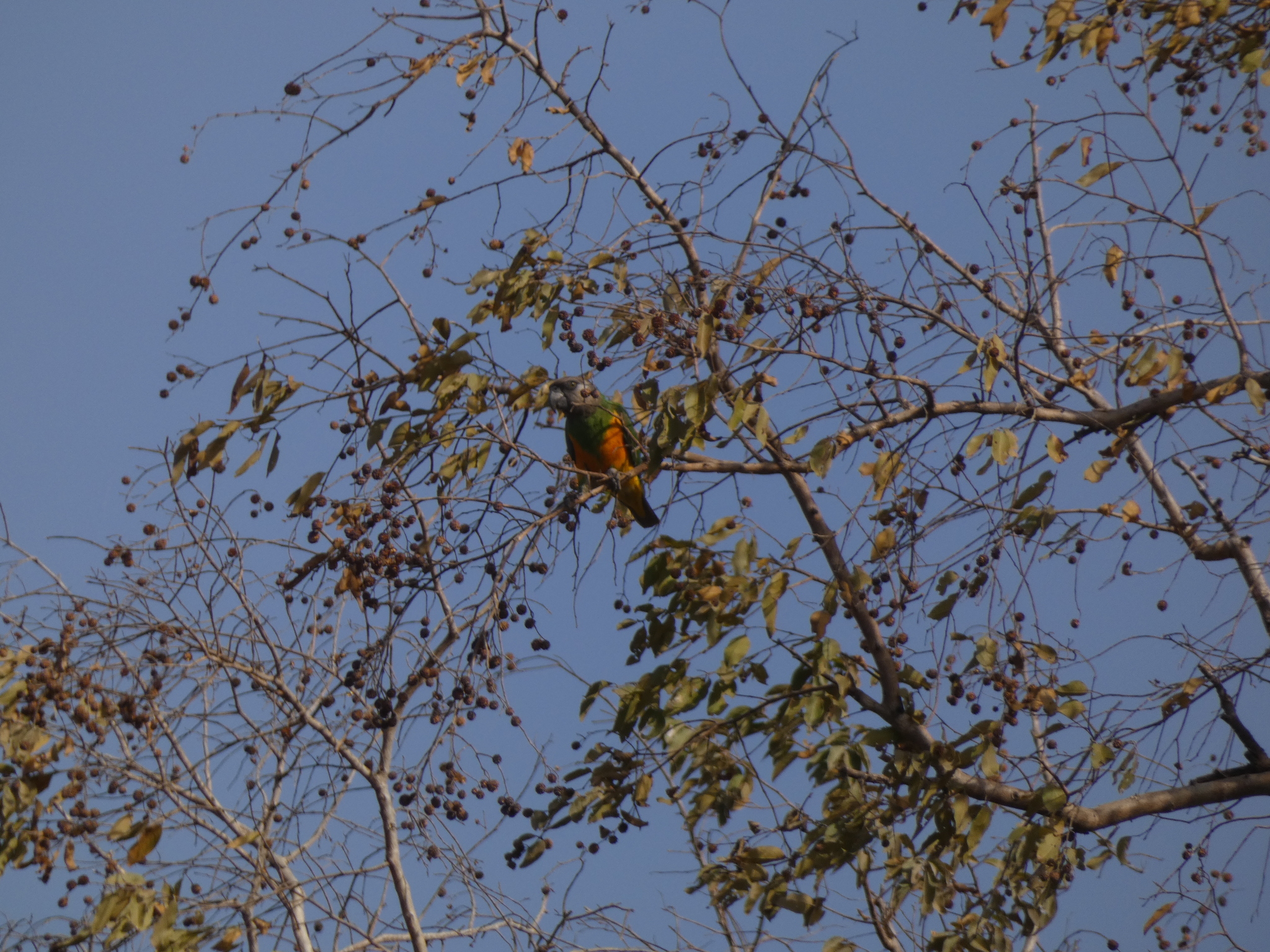 Senegal Parrot