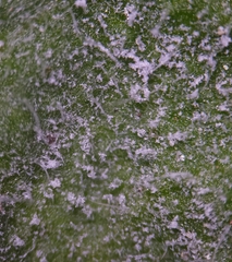 Podosphaera erigerontis-canadensis