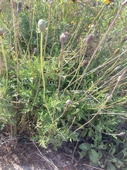 Ratibida peduncularis