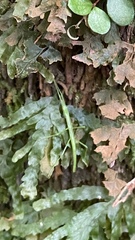 Hemipachymorphini