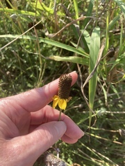 Ratibida peduncularis