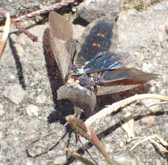 Elasmopoda alata