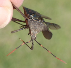 Elasmopoda alata