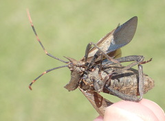 Elasmopoda alata