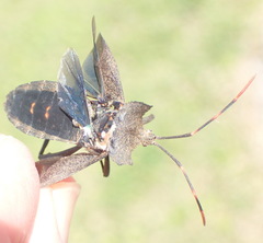 Elasmopoda alata