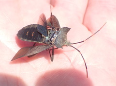 Elasmopoda alata