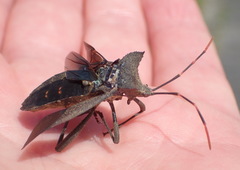 Elasmopoda alata
