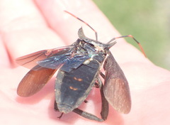 Elasmopoda alata