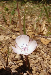 Calochortus umbellatus