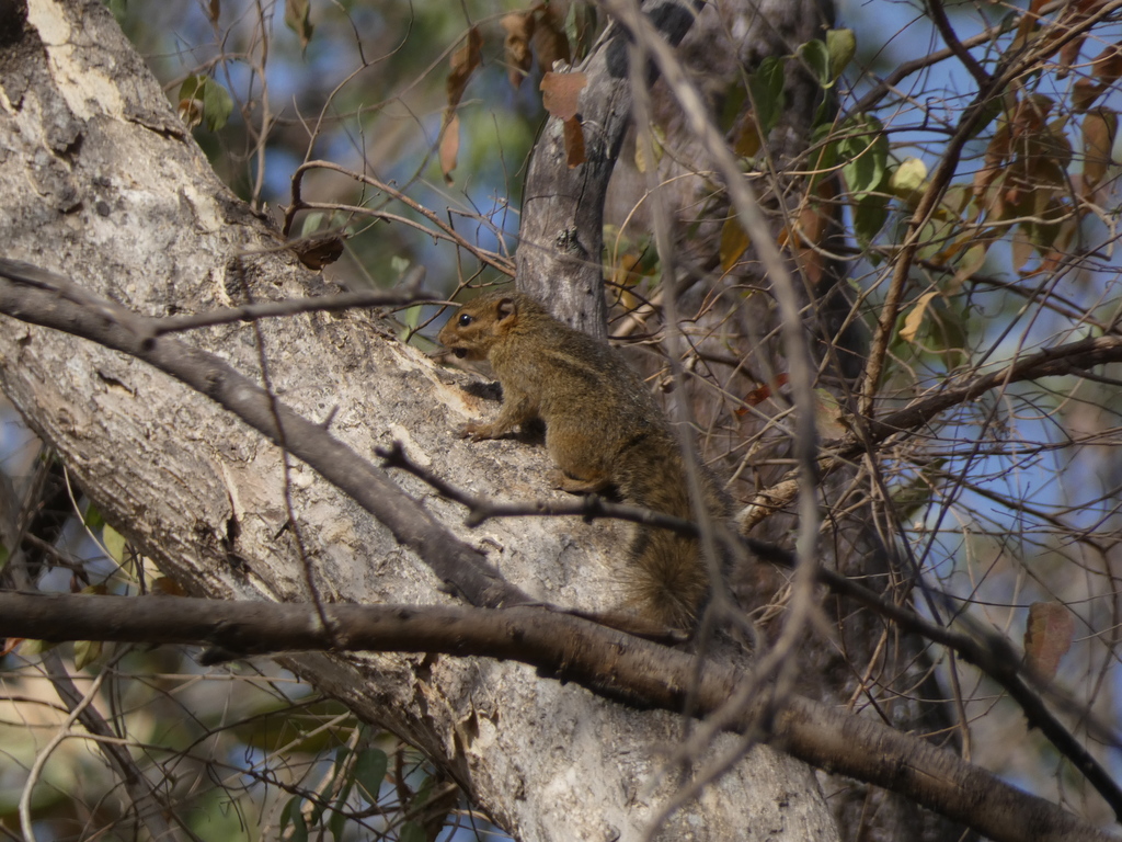 Kintampo Rope Squirrel