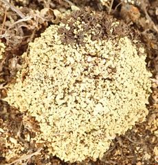 Xanthoparmelia molliuscula