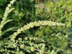 Asterohyptis stellulata