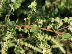 Asterohyptis stellulata