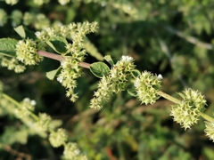 Asterohyptis stellulata