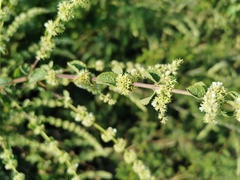 Asterohyptis stellulata