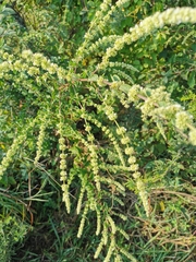 Asterohyptis stellulata