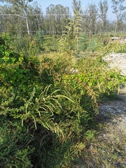 Asterohyptis stellulata