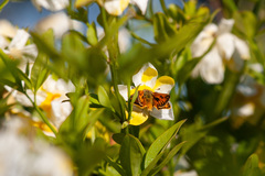 Hylephila fasciolata
