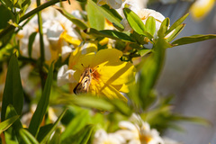 Hylephila fasciolata