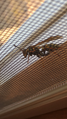 Myzinum quinquecinctum