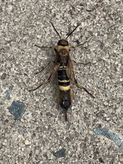 Eriotremex formosanus