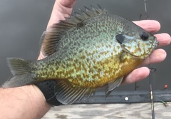 Lepomis gibbosus × macrochirus