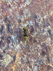 Protonectarina sylveirae